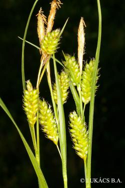 Carex pallescens L. 3.Image