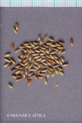 Carex pallescens L. 4.Image