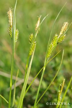 Carex pallescens L. 2.Image