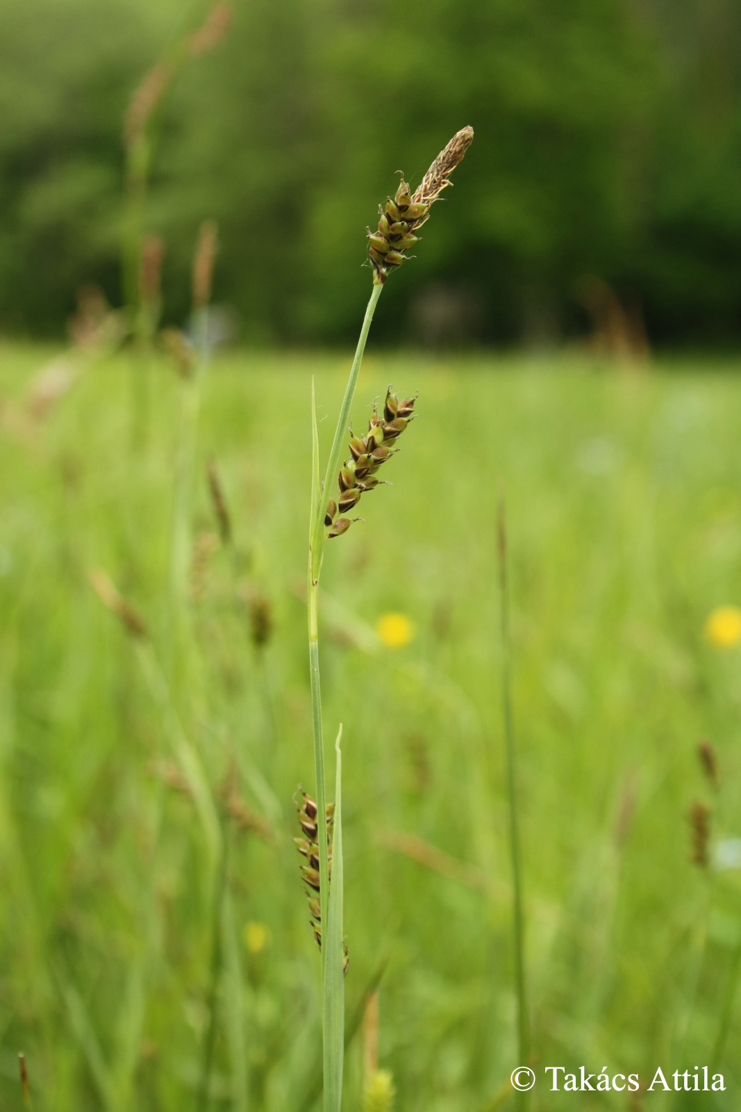 Carex panicea L.