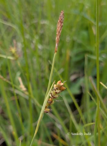 Carex panicea L. 2.Kép