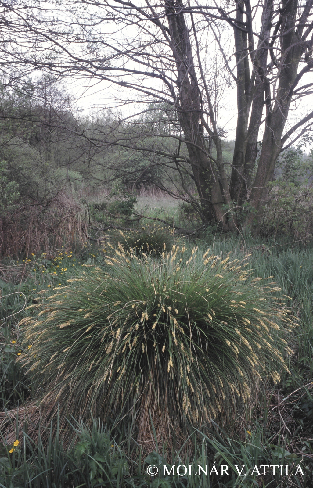 Carex paniculata L.