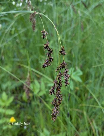 Carex paniculata L. 2.Kép