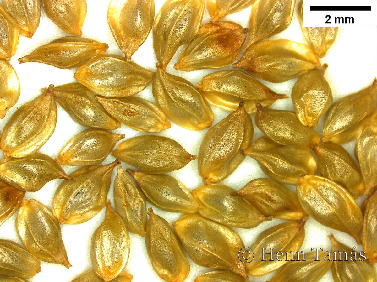 Carex pendula Huds.