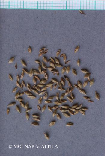 Carex pendula Huds. 2.Image
