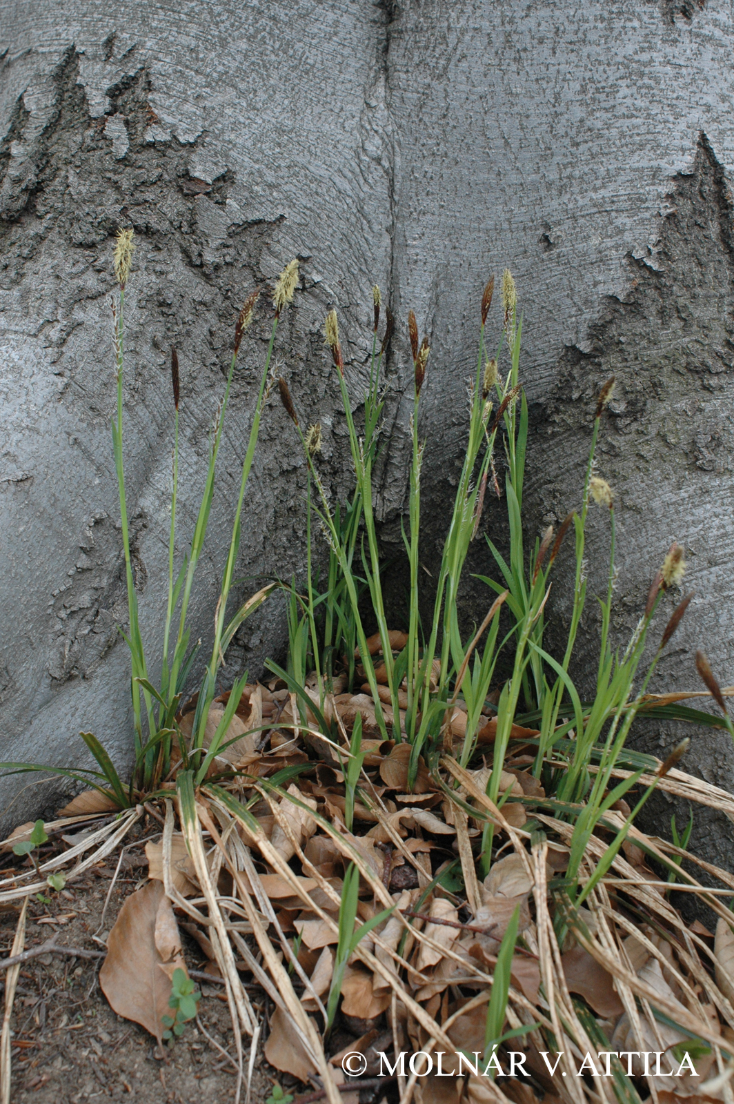 Carex pilosa Scop.