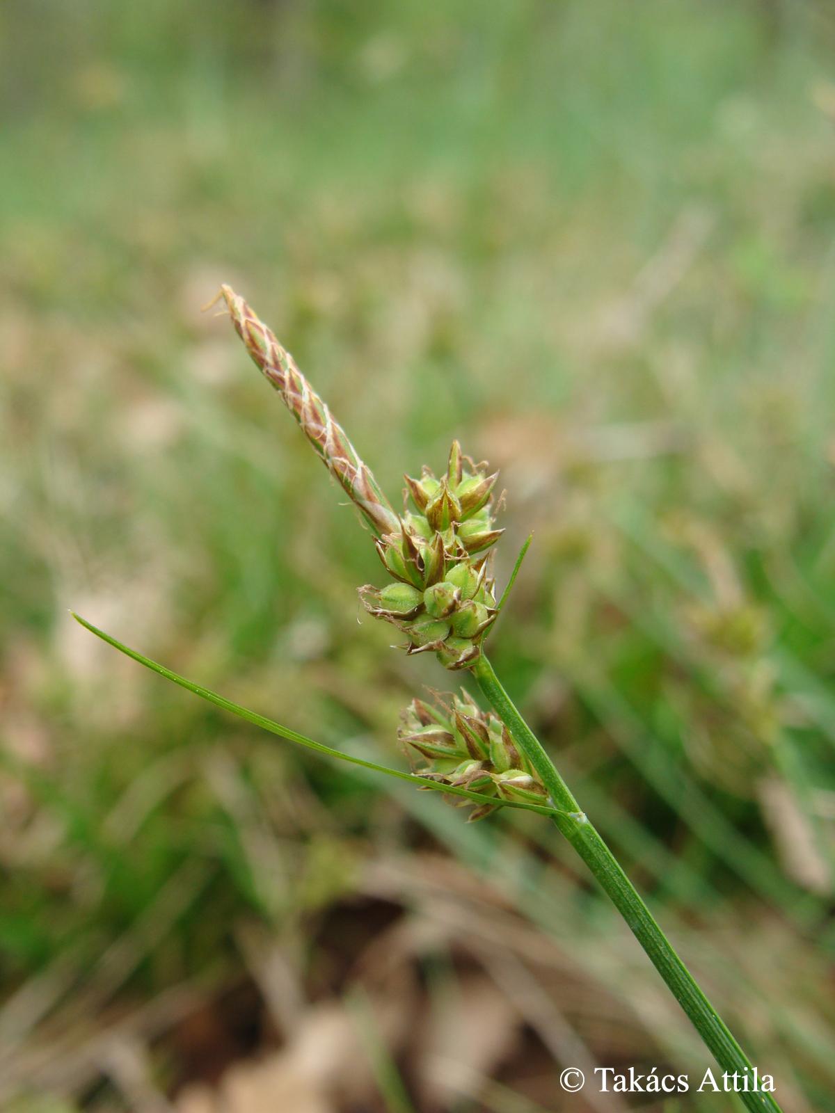 Carex pilulifera L.