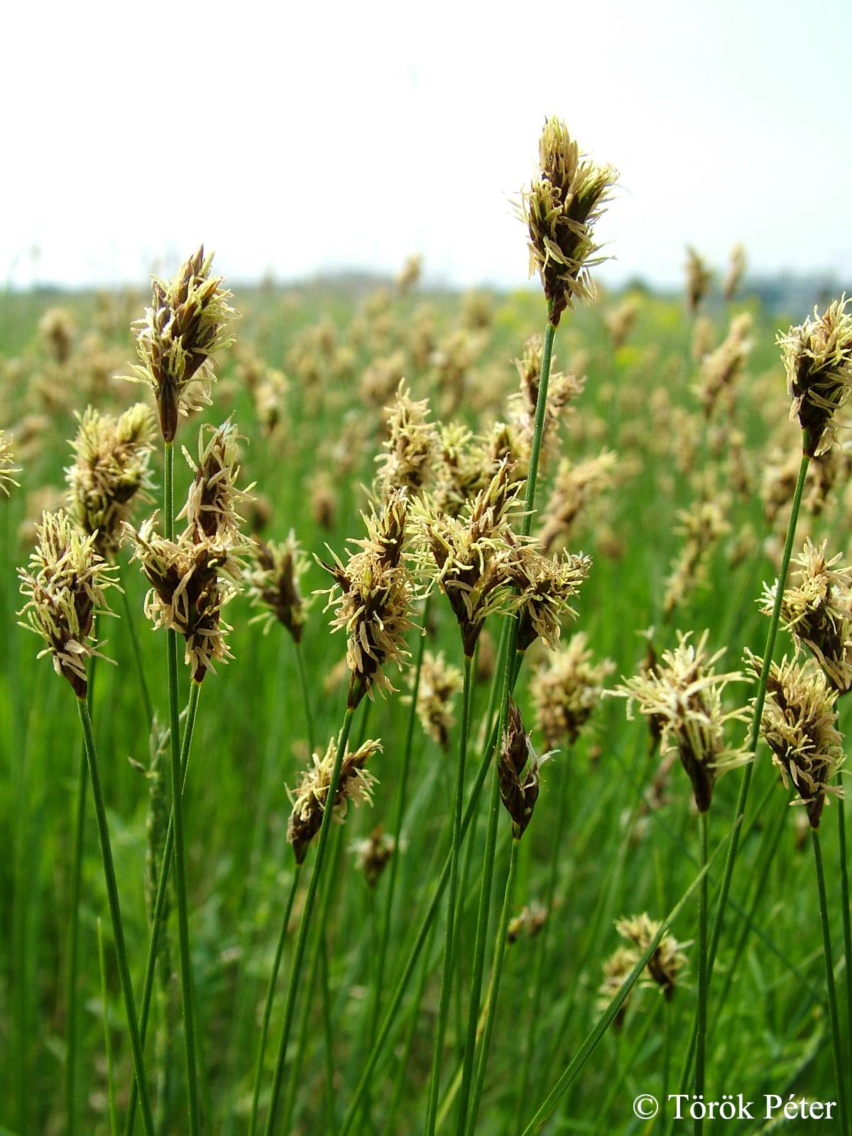 Carex praecox Schreb.