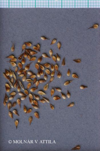 Carex praecox Schreb. 2.Image
