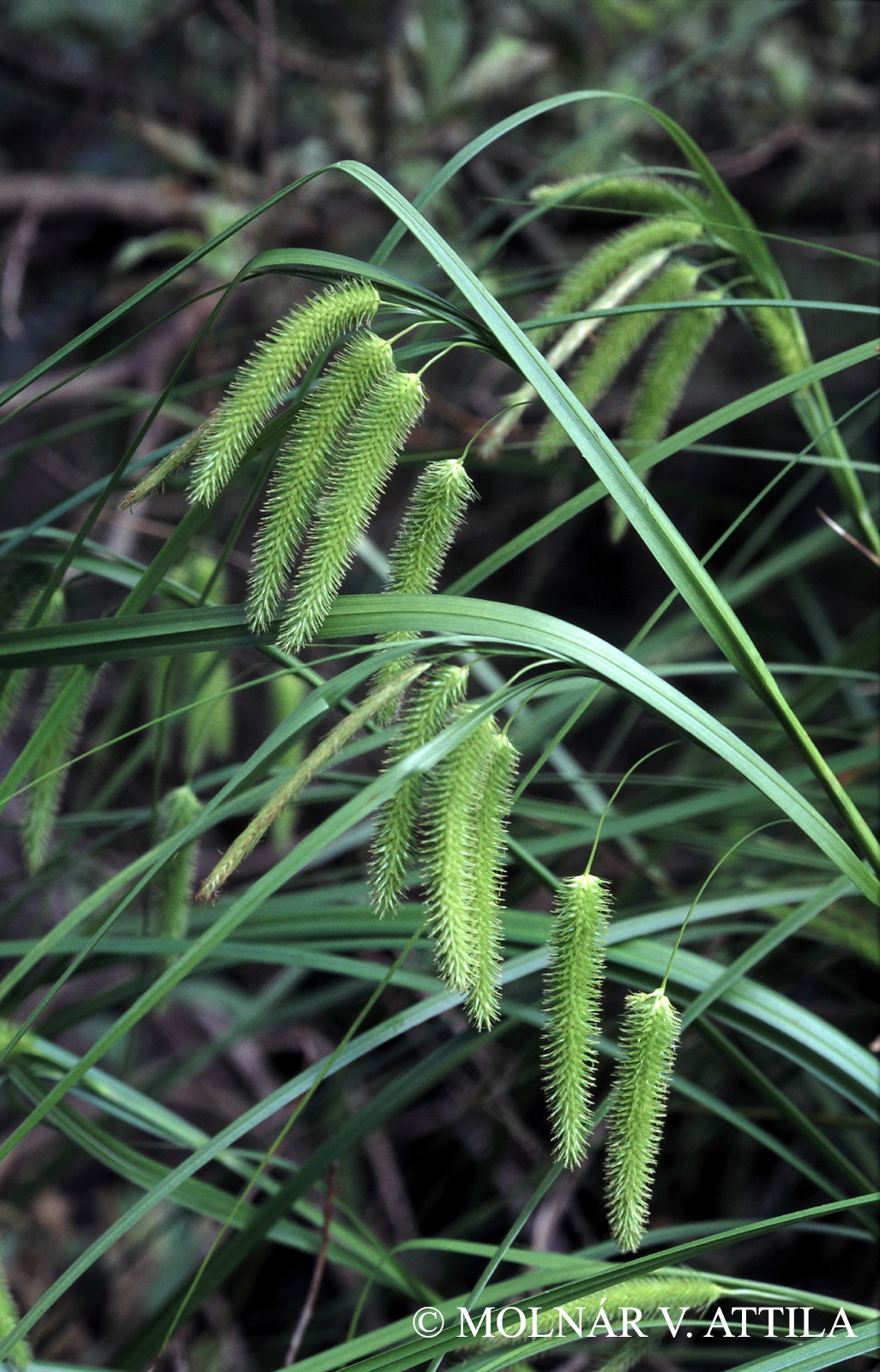 Carex pseudocyperus L.
