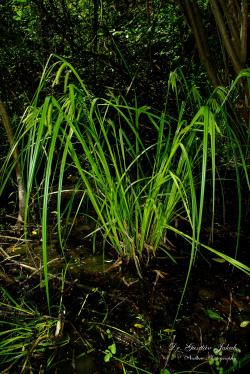 Carex pseudocyperus L. 2.Image