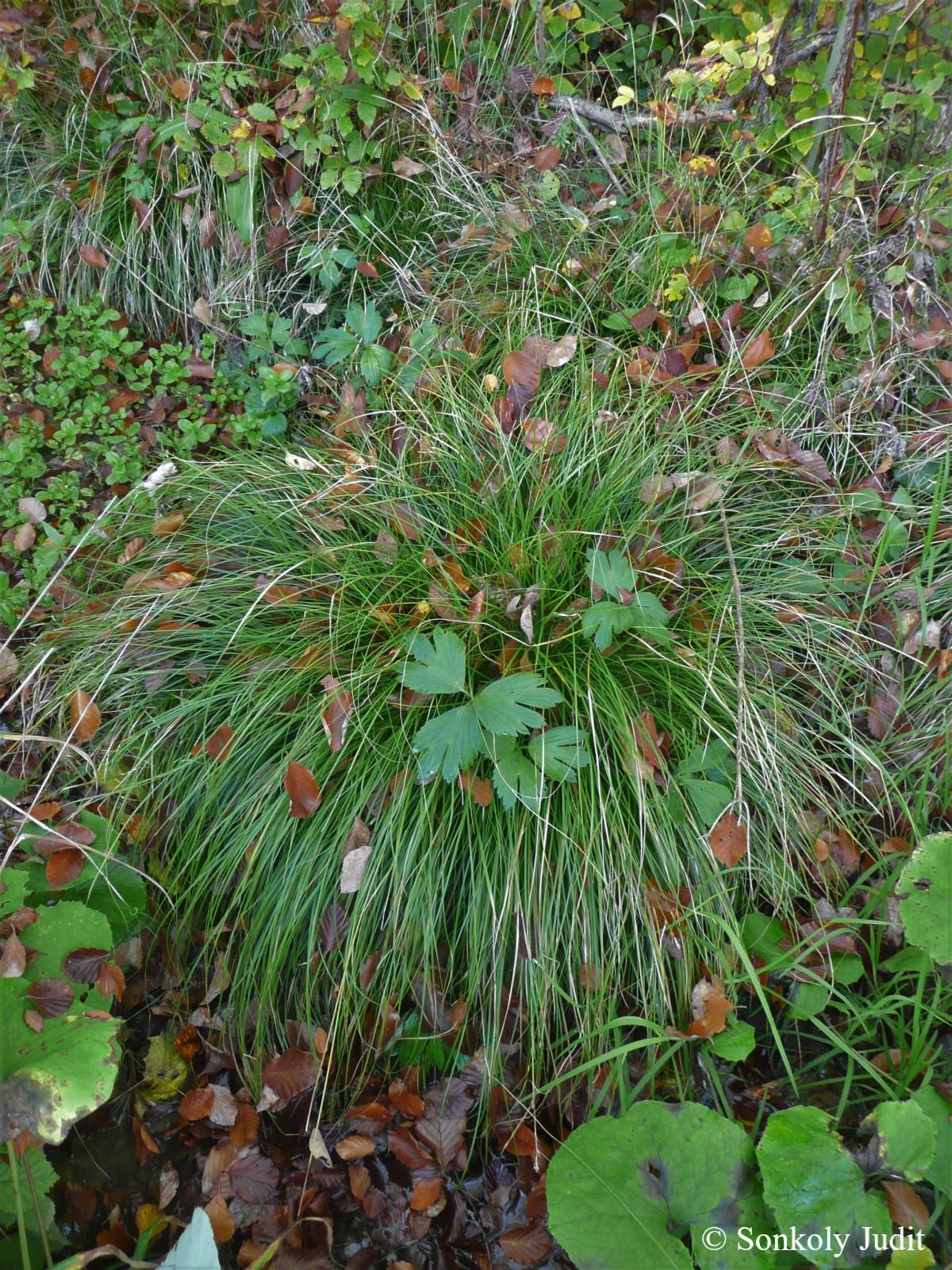 Carex remota L.