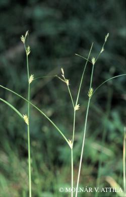 Carex remota L. 2.Image