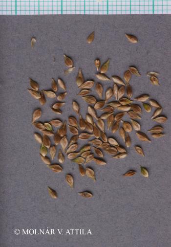 Carex remota L. 3.Image