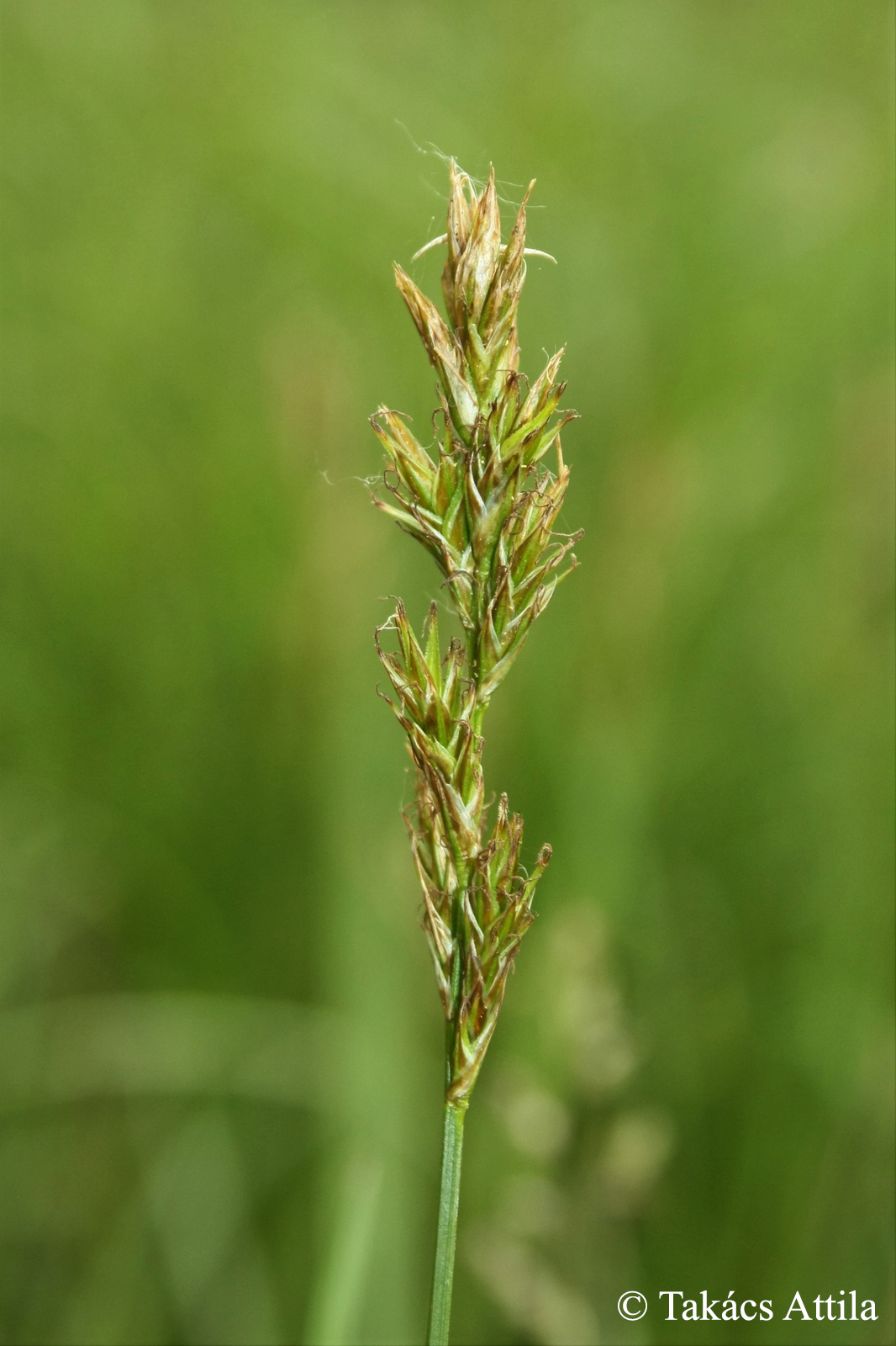 Carex repens Bellardi