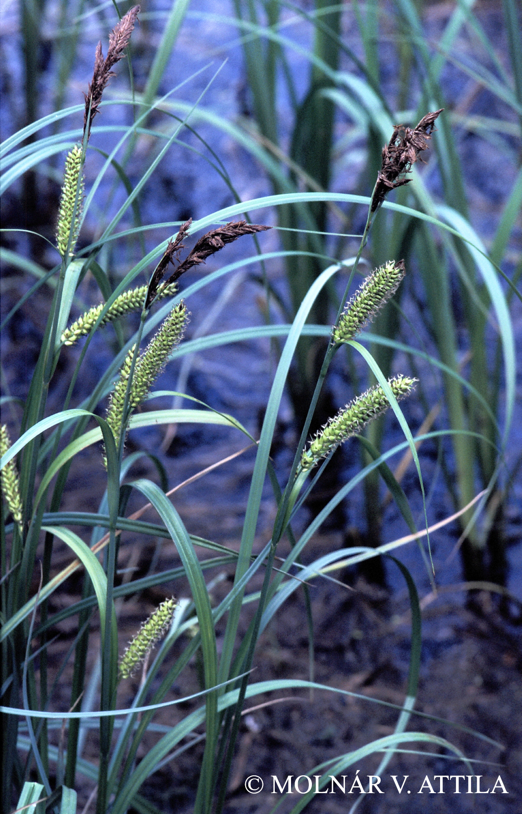 Carex riparia Curtis