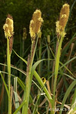 Carex riparia Curtis 3.Image