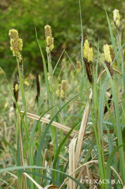 Carex riparia Curtis 2.Image