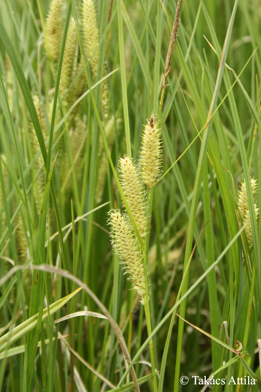 Carex rostrata Stokes