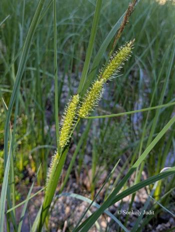 Carex rostrata Stokes 3.Kép