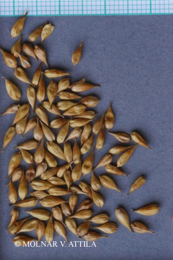Carex rostrata Stokes 2.Image
