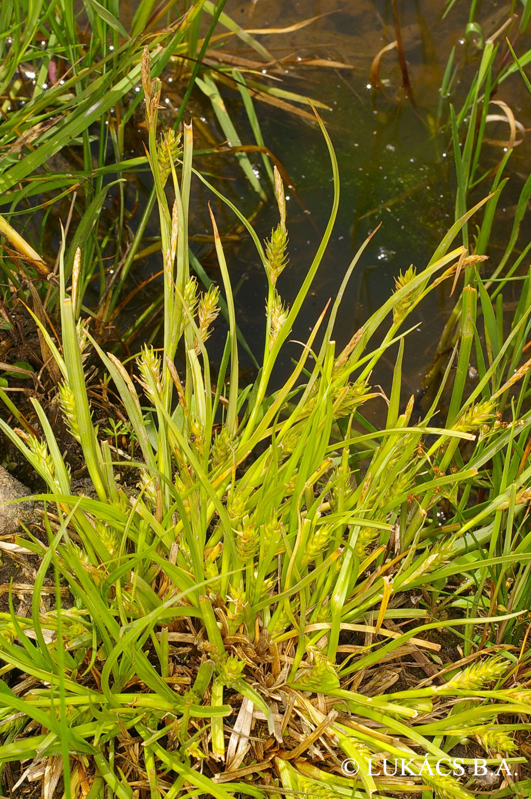 Carex secalina Willd. ex Wahlenb.