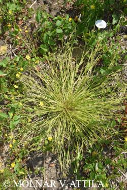 Carex secalina Willd. ex Wahlenb. 2.Image