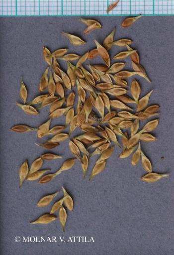 Carex secalina Willd. ex Wahlenb. 3.Image