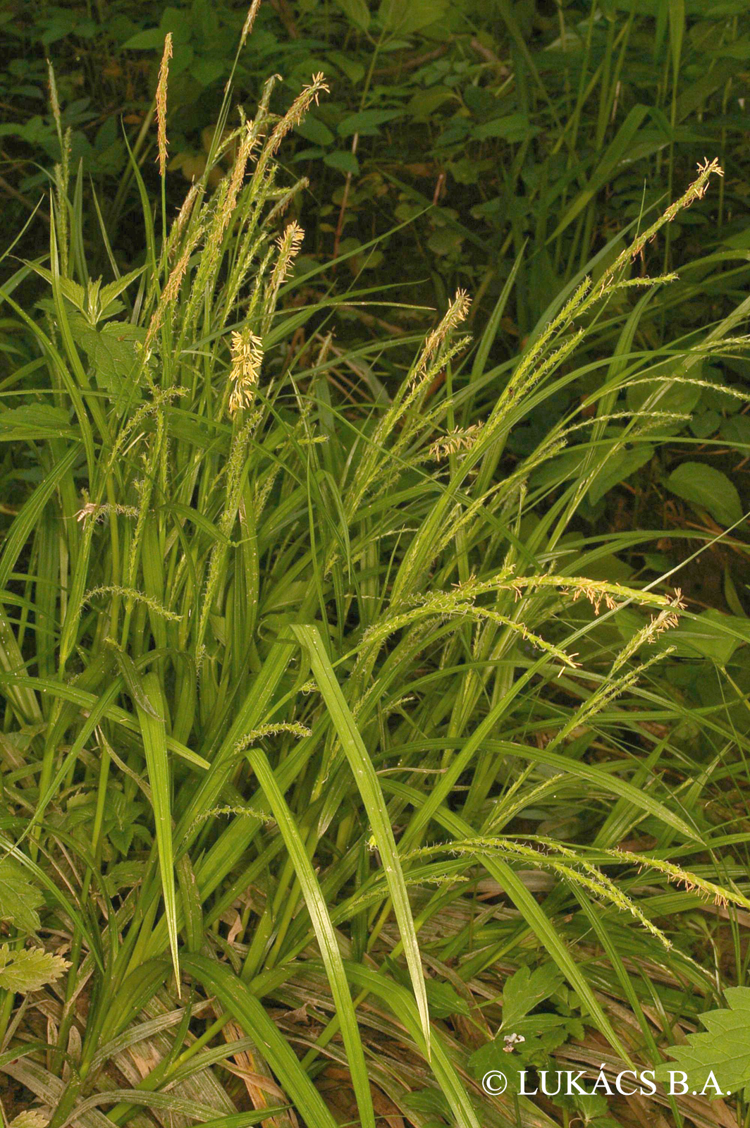 Carex strigosa Huds.