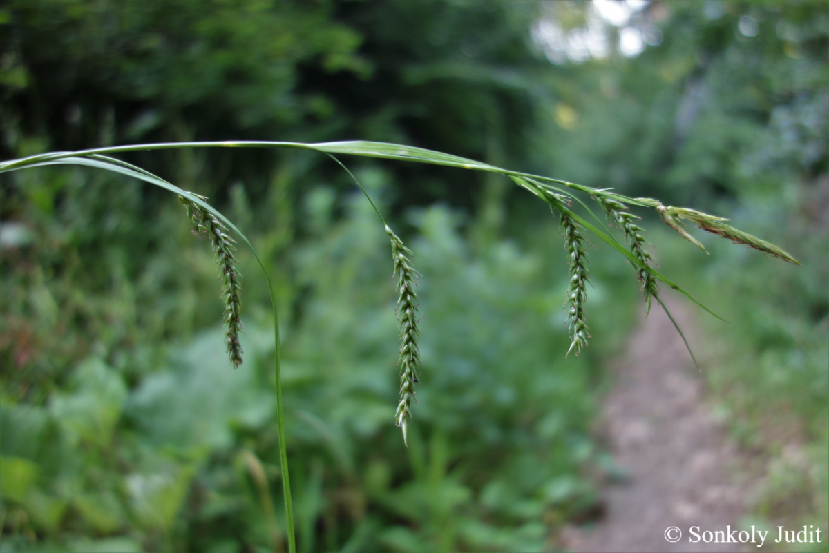 Carex sylvatica Huds.