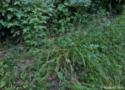 Carex sylvatica Huds. 2.Image