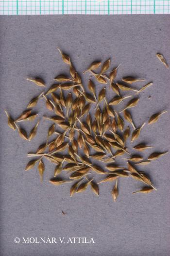 Carex sylvatica Huds. 3.Image
