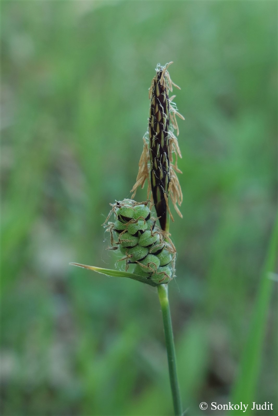 Carex tomentosa L.
