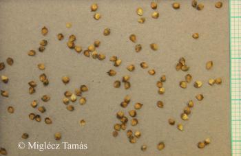 Carex tomentosa L. 2.Image