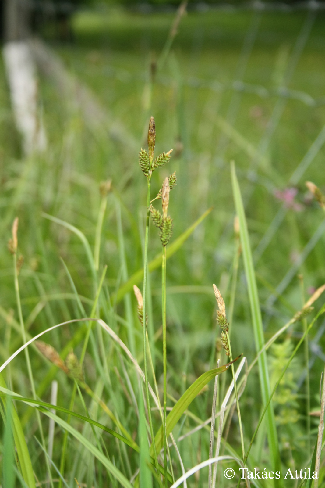 Carex umbrosa Host