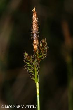 Carex umbrosa Host 3.Image