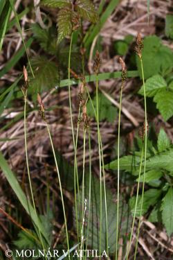 Carex umbrosa Host 2.Image