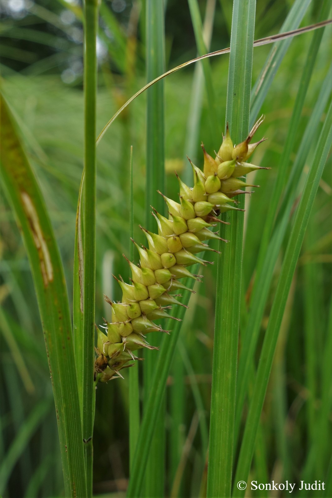 Carex vesicaria L.