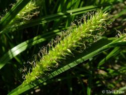 Carex vesicaria L. 3.Image
