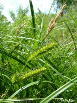 Carex vesicaria L. 2.Image
