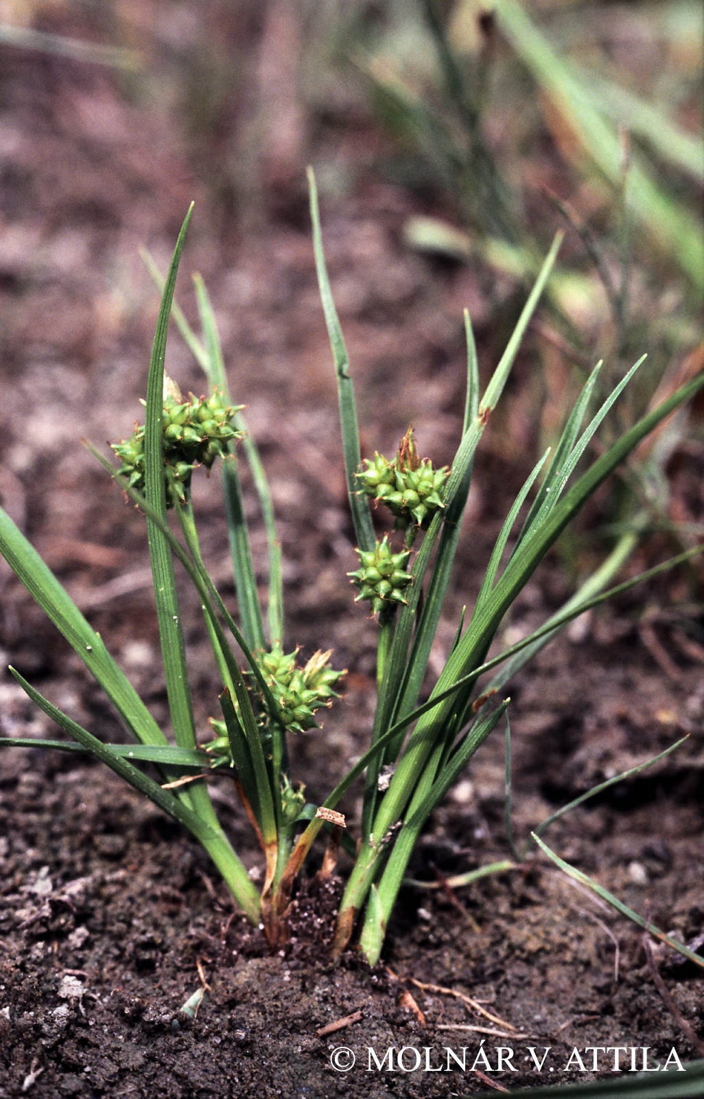 Carex viridula Michx.