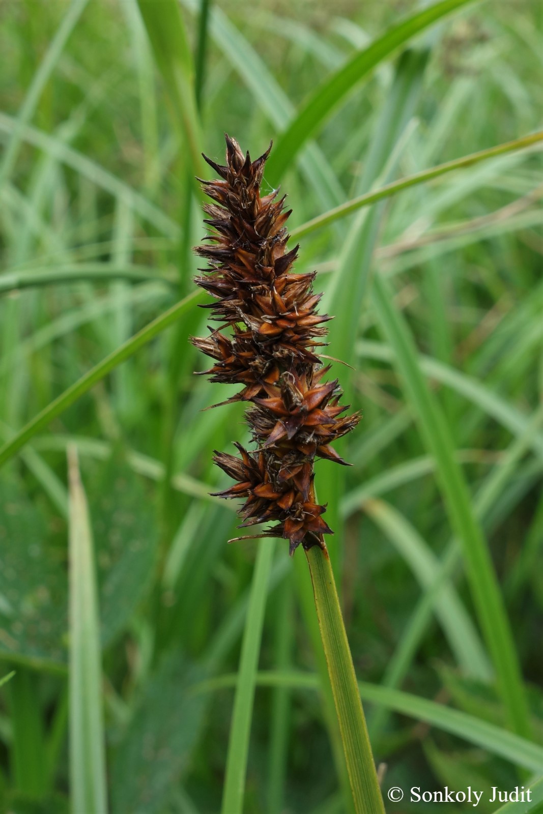 Carex vulpina L. s. str.