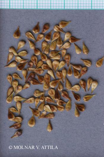 Carex vulpina L. s. str. 3.Image