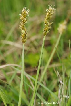 Carex vulpina L. s. str. 2.Image