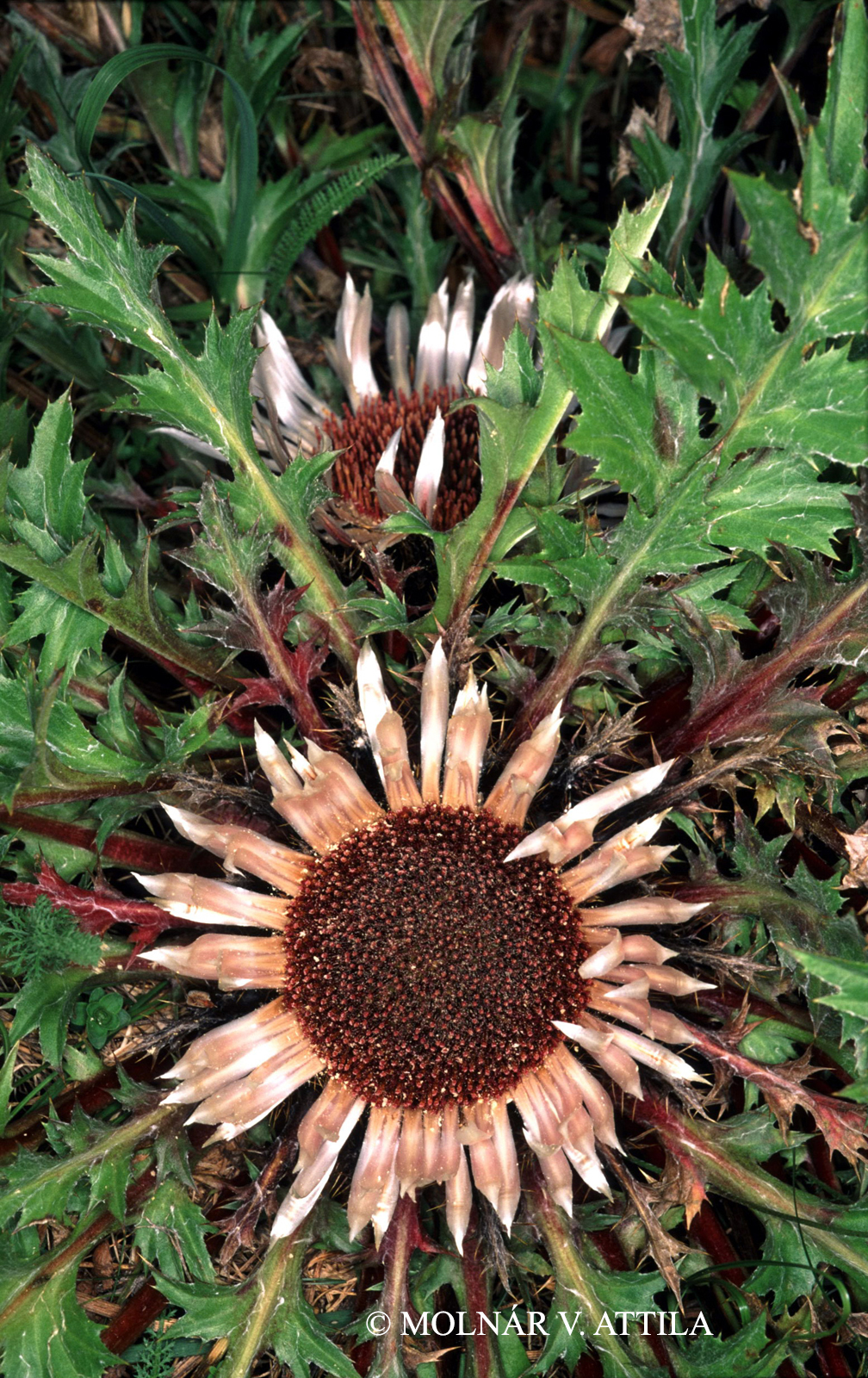 Carlina acaulis L.