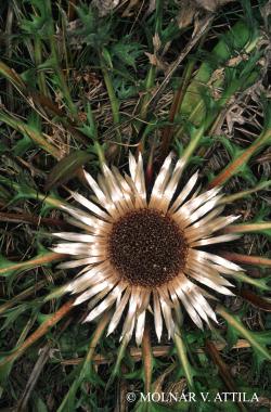 Carlina acaulis L. 2.Kép