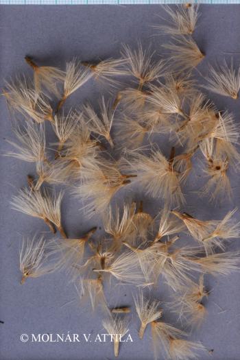 Carlina acaulis L. 4.Kép
