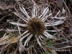 Carlina acaulis L. 3.Kép