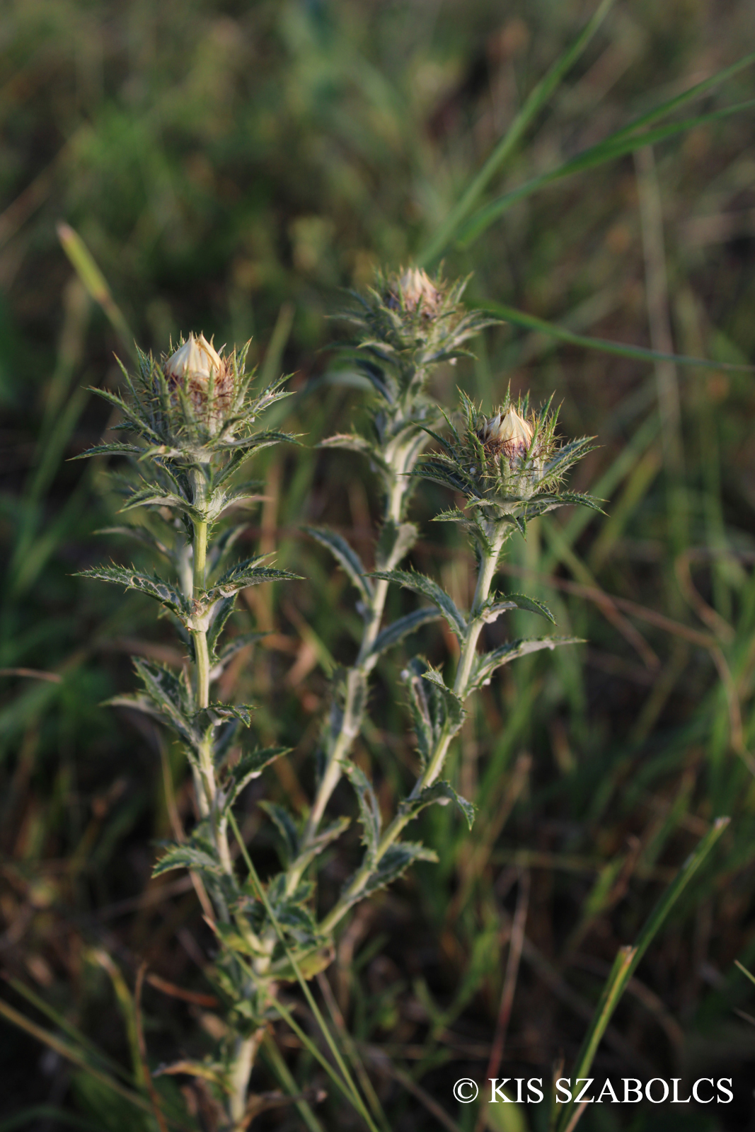 Carlina vulgaris L. s. l.