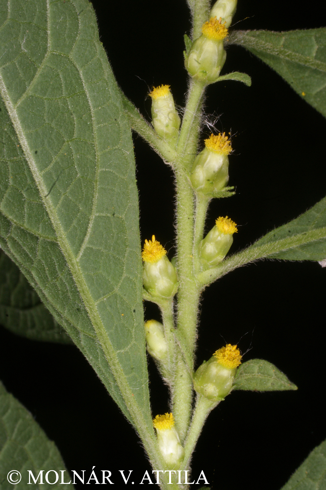 Carpesium abrotanoides L.